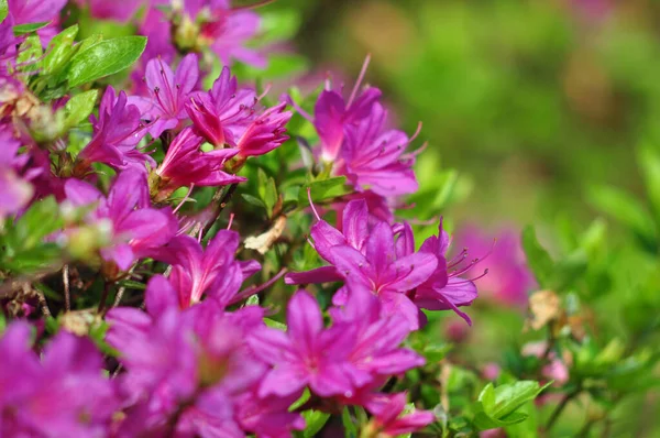 Schöne Rosa Blumen Garten — Stockfoto