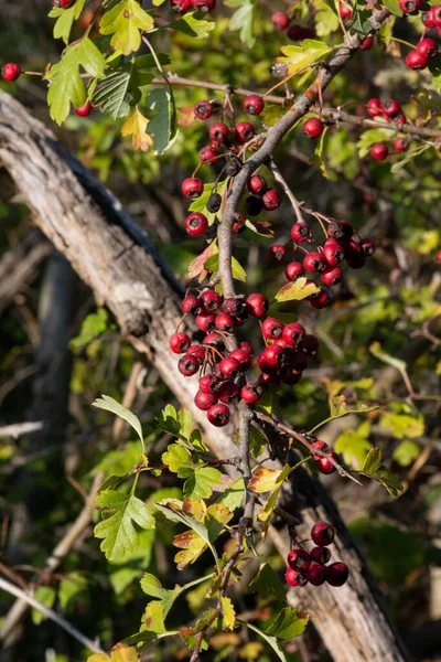 Rode Bessen Van Boom Tuin — Stockfoto