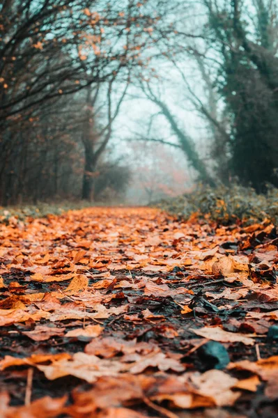 Höstlöv Skogen — Stockfoto