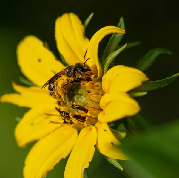 Méh Egy Virág Közelről — Stock Fotó