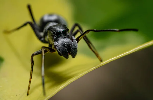 아름다운 곤충을 가까이 — 스톡 사진