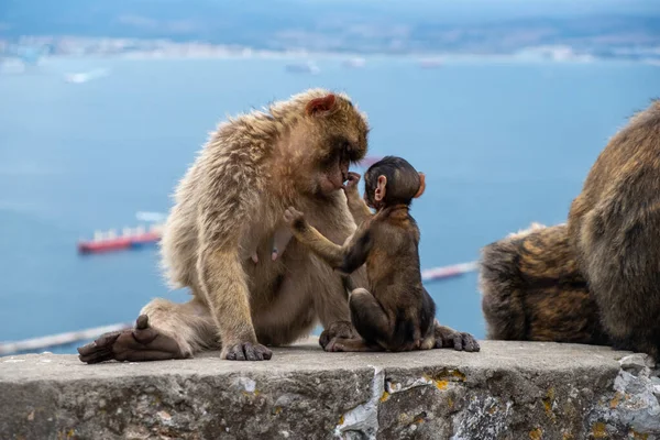 Monyet Duduk Batu — Stok Foto