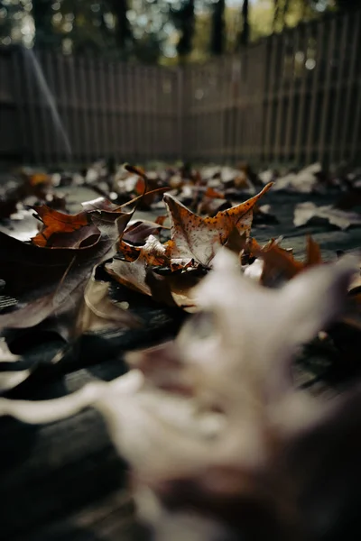 Herbst Blätter Herbst Jahreszeit Flora — Stockfoto