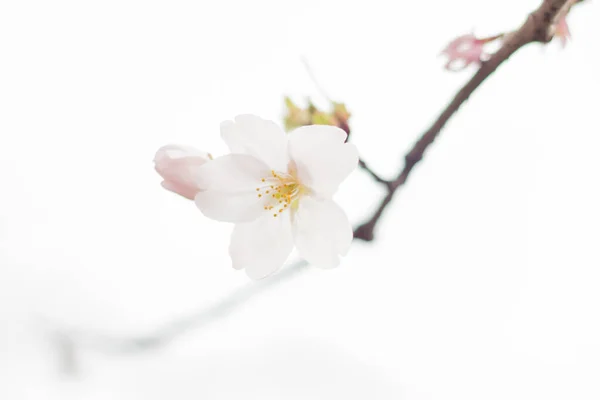 Όμορφα Λευκά Λουλούδια Ένα Δέντρο — Φωτογραφία Αρχείου
