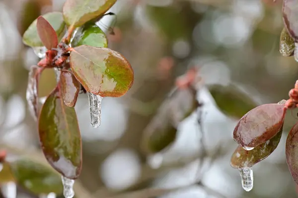 Krásný Botanický Záběr Přírodní Tapety — Stock fotografie