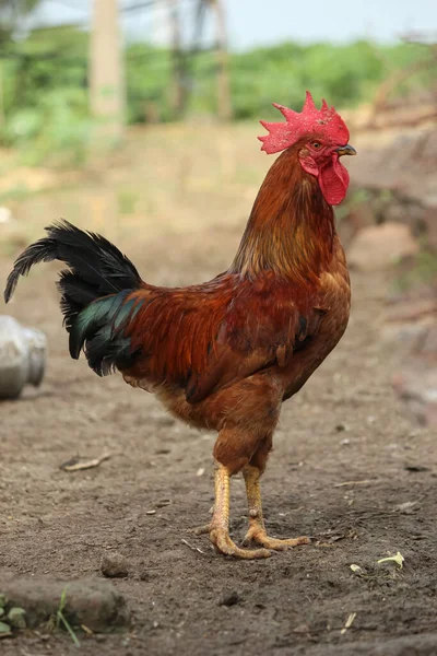 Ayam Jantan Peternakan — Stok Foto