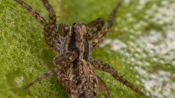 Gros Plan Une Araignée Sur Une Branche — Photo