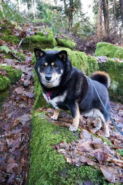 Chien Dans Forêt — Photo