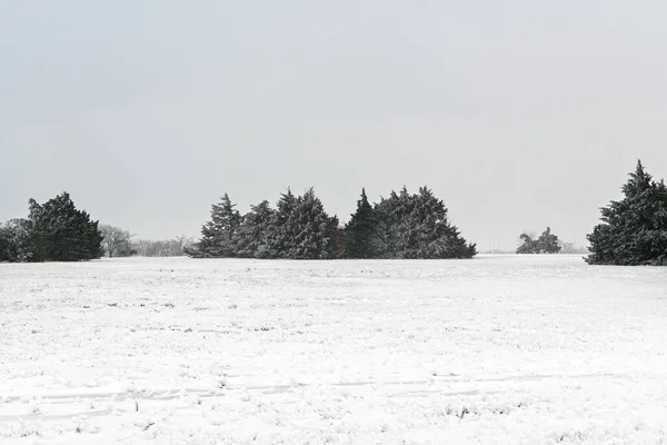 Zimní Krajina Sněhem Parku Stromy Rostliny — Stock fotografie
