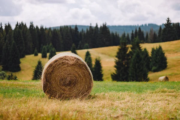 Szalmabálák Mezőn Nyáron — Stock Fotó