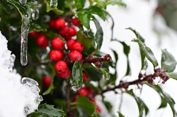 Red Berries Tree Forest — Stock Photo, Image