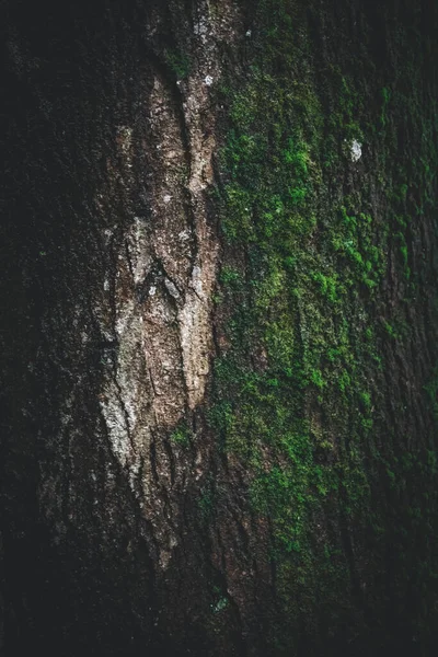 古い木のテクスチャと自然パターン — ストック写真