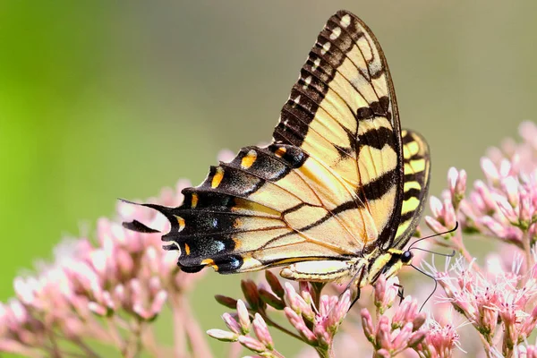 Çiçekteki Kelebek — Stok fotoğraf