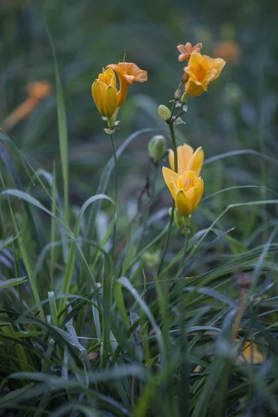 Beautiful Flowers Garden — Stock Photo, Image