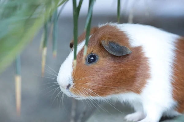 Gros Plan Hamster Fourrure Mignon — Photo