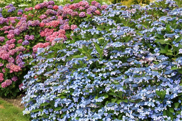 Hermosas Flores Jardín — Foto de Stock