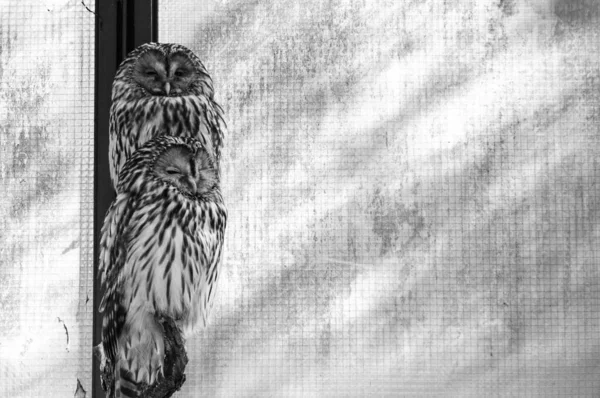 Black White Photo Owls — Stock Photo, Image