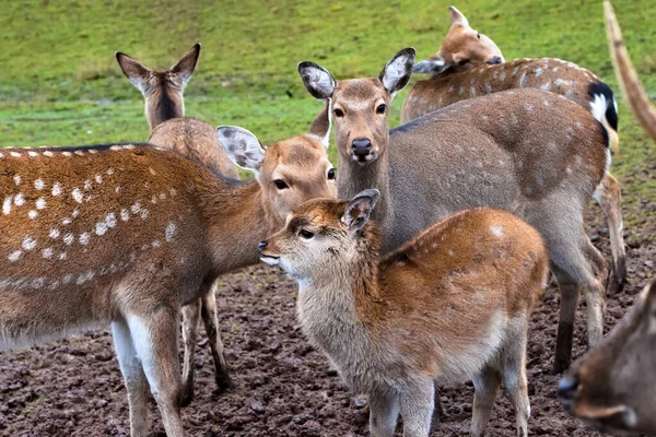 森の中の若い野生の鹿のグループ — ストック写真