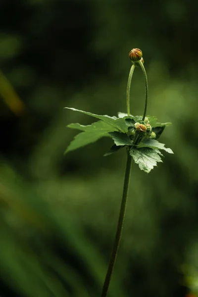 Красивий Ботанічний Дріб Природні Шпалери Рослина — стокове фото