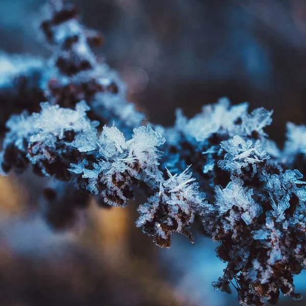 Bevroren Takken Van Een Boom Het Bos — Stockfoto