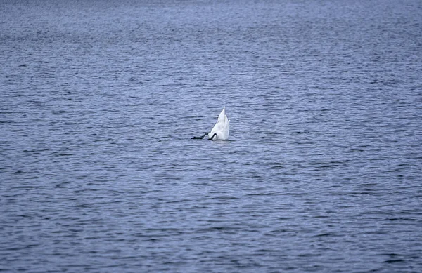 Weißer Schwan Auf Dem See — Stockfoto