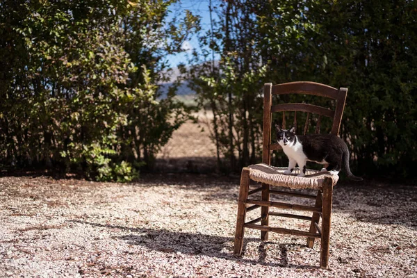 Кошка Сидящая Скамейке — стоковое фото