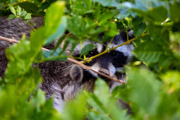Liten Svart Tvättbjörn Äter Ett Ett Träd — Stockfoto