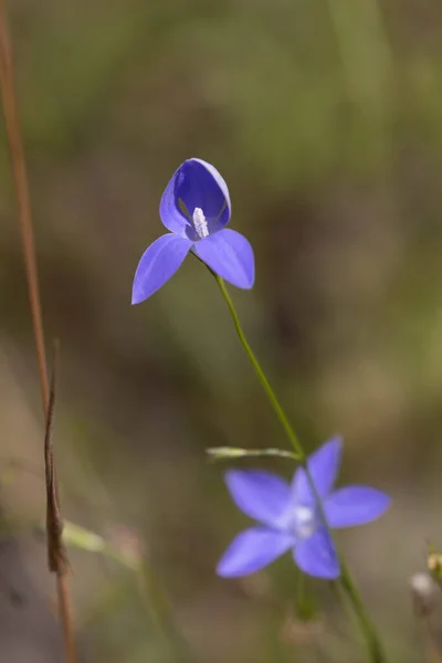 庭の美しい紫色の花 — ストック写真