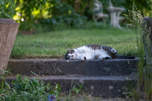 Kočka Zahradě — Stock fotografie