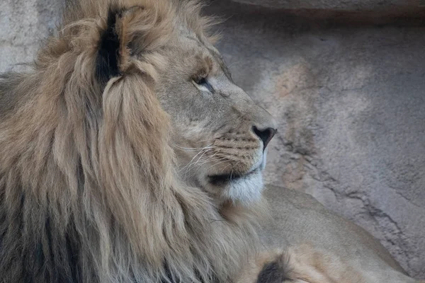 León Acostado Sobre Hierba Zoológico Sur África — Foto de Stock