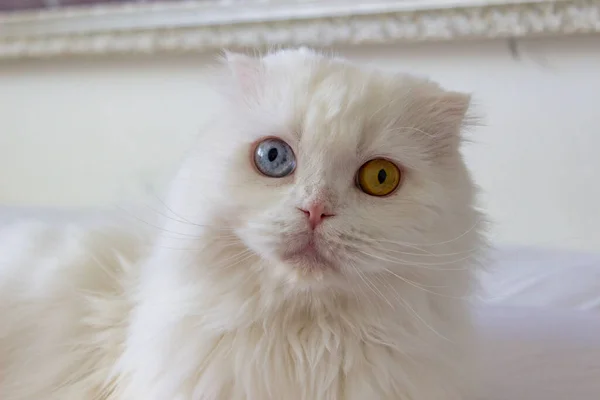 White Fluffy Cat Room — Stock Photo, Image