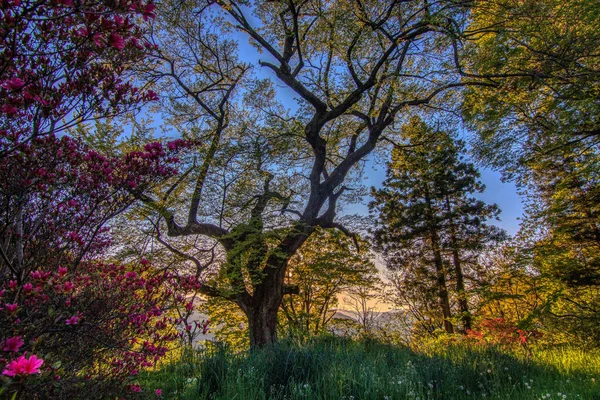 Красивий Осінній Пейзаж Деревами Листям — стокове фото