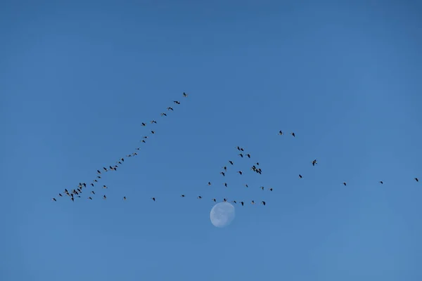 空を飛ぶ鳥の群れ — ストック写真