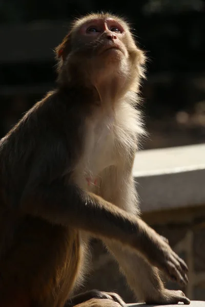 Primer Plano Lindo Macaco Cola Marrón — Foto de Stock