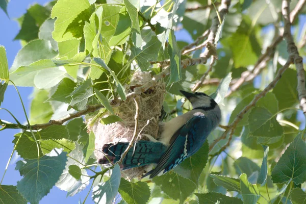 Oiseau Est Assis Sur Une Branche Arbre Dans Forêt — Photo