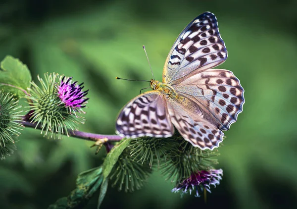 Beau Papillon Sur Une Fleur — Photo