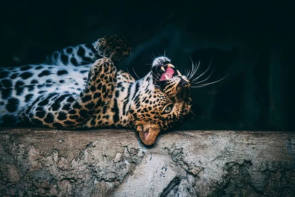 Hayvanat Bahçesindeki Leopar — Stok fotoğraf