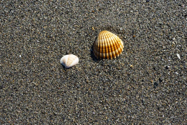 Conchas Mar Praia — Fotografia de Stock