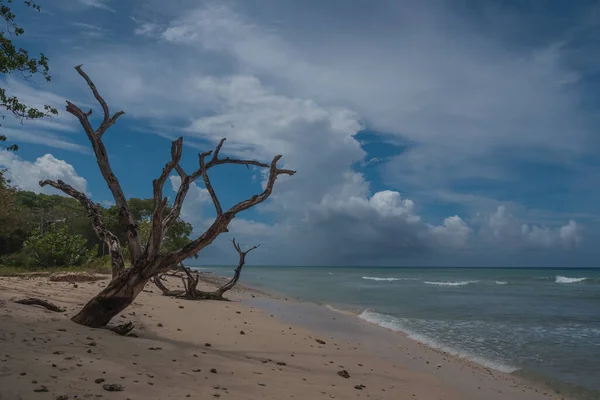 Belle Plage Tropicale Avec Palmiers Ciel Bleu — Photo