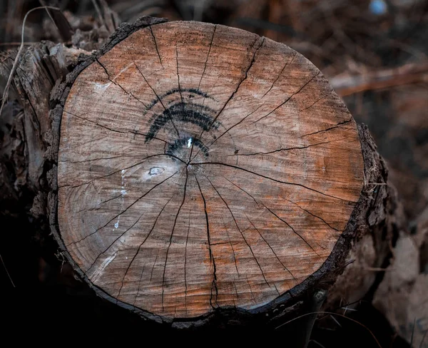 Närbild Trästock — Stockfoto