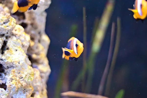 Belo Mundo Subaquático Peixes — Fotografia de Stock