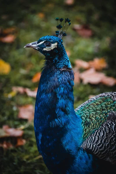 Mavi Tüylü Bir Tavus Kuşu — Stok fotoğraf