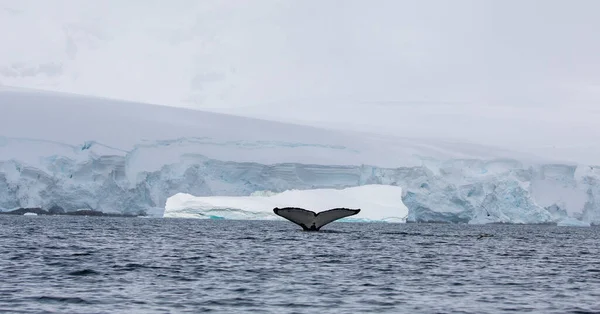 Antarktischer Wal Der Antarktis — Stockfoto