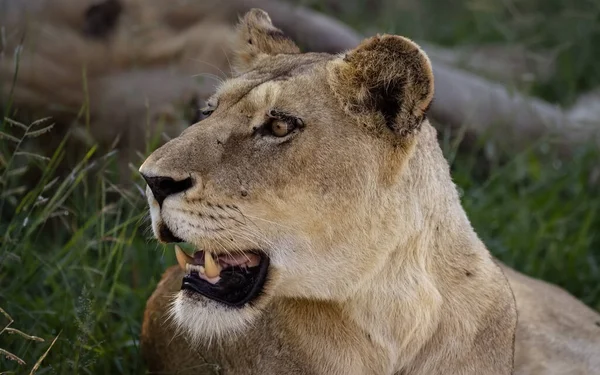 Primer Plano León Macho Sabana África — Foto de Stock