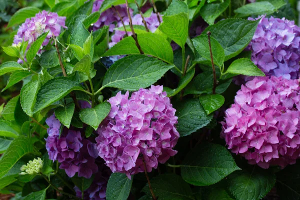 Piękne Kwiaty Hortensji Ogrodzie — Zdjęcie stockowe