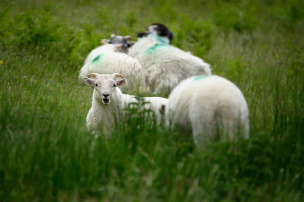 Schapen Het Weiland — Stockfoto