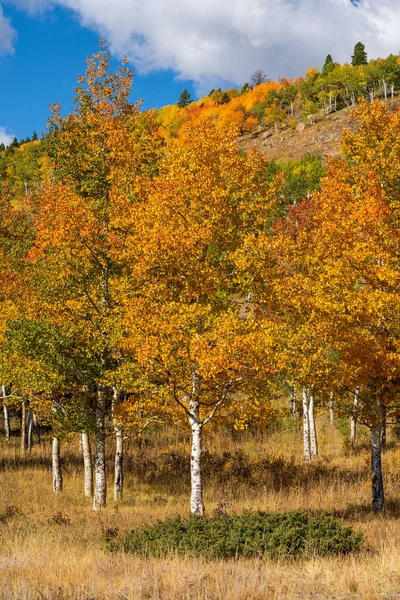 秋天的风景 绿树绿叶斑斓 — 图库照片