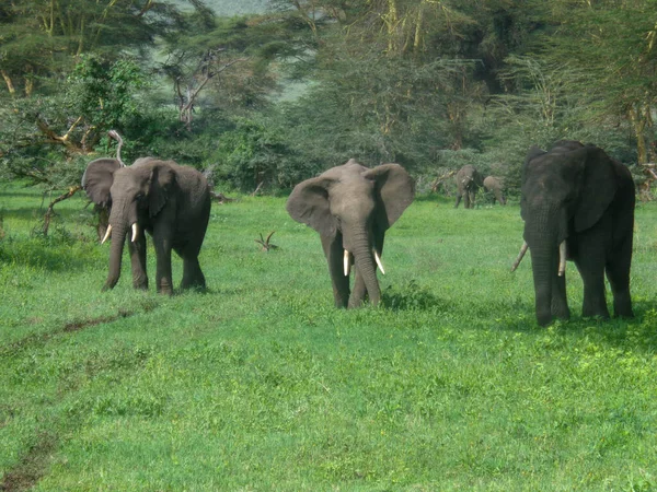 Éléphants Dans Savane Kenya Sur Fond Nature — Photo