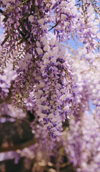 Krásné Kvetoucí Šeříkové Květy Zahradě — Stock fotografie