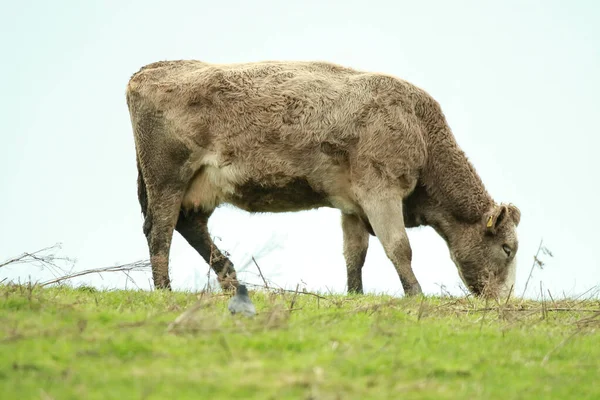 一只年轻的棕色山羊站在绿草中的草地上 — 图库照片